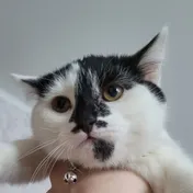 cat 2