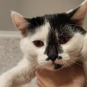 cat 5