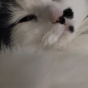 cat 9