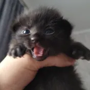 cat 15