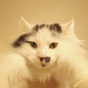 cat 28