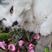 cat 44