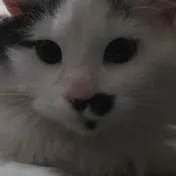 cat 45